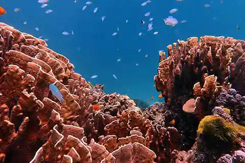 Underwater life around Phuket